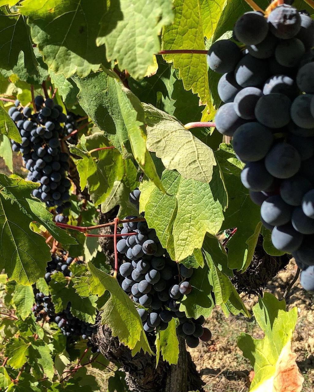 Podere Bellavista Сан Джиминяно Екстериор снимка